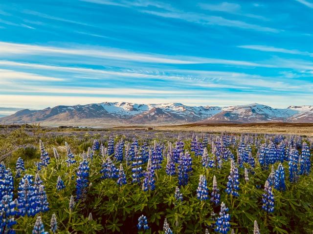 lupin in bloom