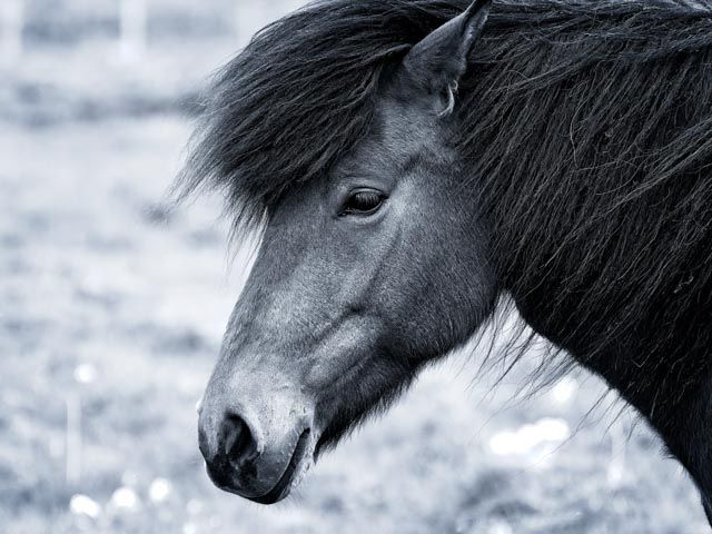 Icelandic horse