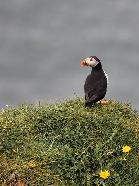 Puffin