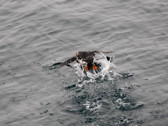 Puffin