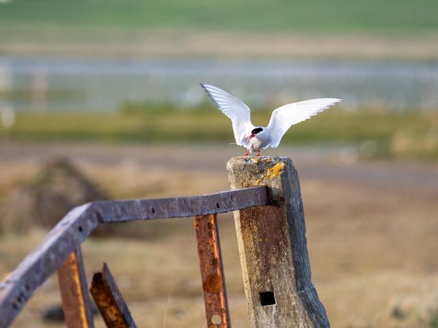 Arctic tern