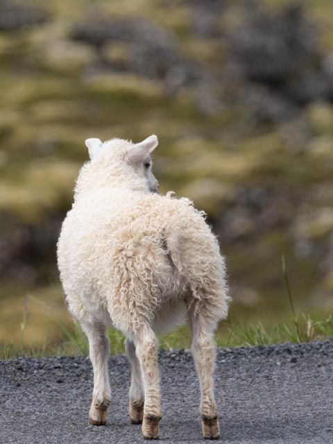 free roaming sheep and lambs were everywhere