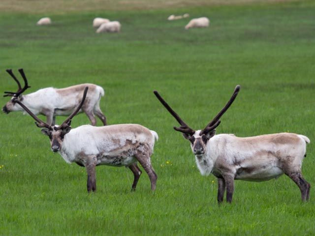 reindeers