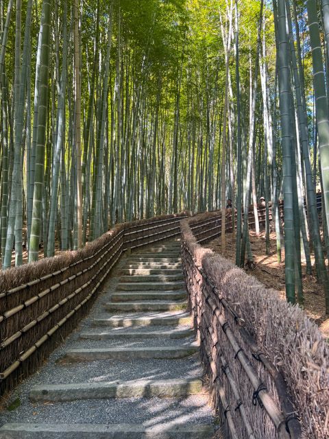 Bamboo Grove
