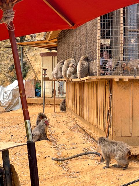 Iwatayama Monkey Park